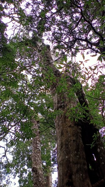 塔曼山：新北市第一高峰之樹的國度1860936
