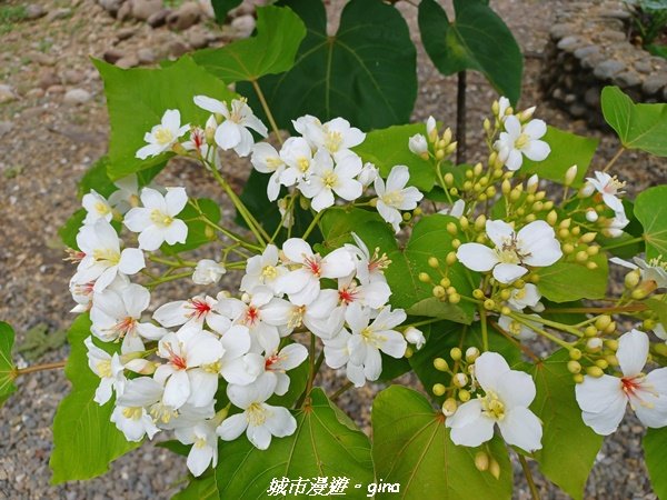 【彰化芬園】台灣百大必訪步道。 挑水古道進碧山古道O型環走2173516