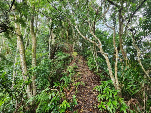 20241208上坪登五指山2683662