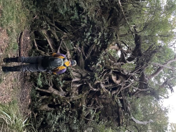 塔魔巴2天1夜來回/復興尖-四稜溫泉2357251