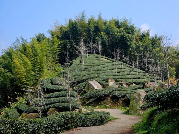 溪頭四秀 - 南投縣鹿谷鄉3023275