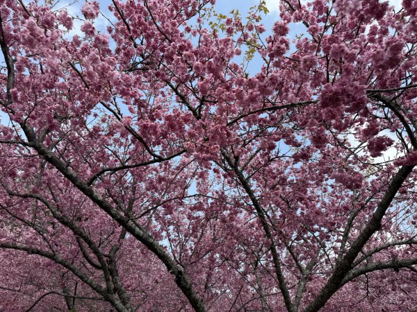 福壽山千櫻園2729953