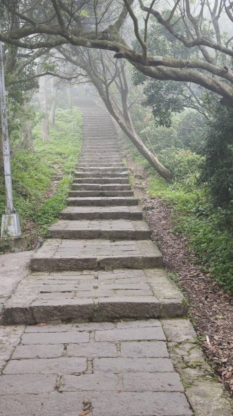 2025-0505 觀音山土路追桐花+牛港稜步道2781382