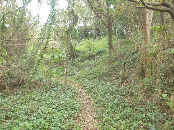 20230124網弦山(苗栗後龍)、友應山(苗栗頭屋)、北坑山(苗栗三灣)2026008