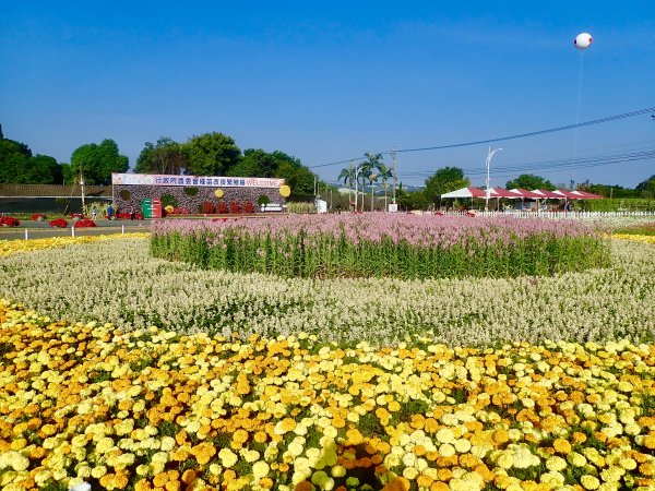 2019新社花海2019/11/12734664