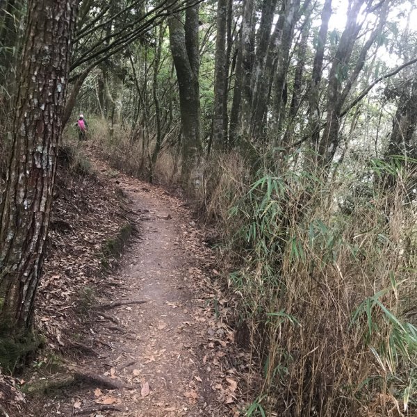 谷關七雄 馬崙山（老二）2023.03.042051357