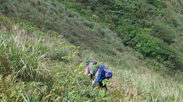 東北角最夯新路線， 黃金稜線大串走32647