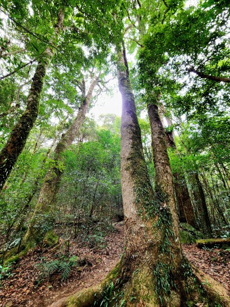 小百岳集起來-李崠山2183096