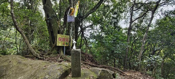 關西赤柯山+赤柯山南峰+東獅頭山+西獅頭山 O型-2026/08/113102703
