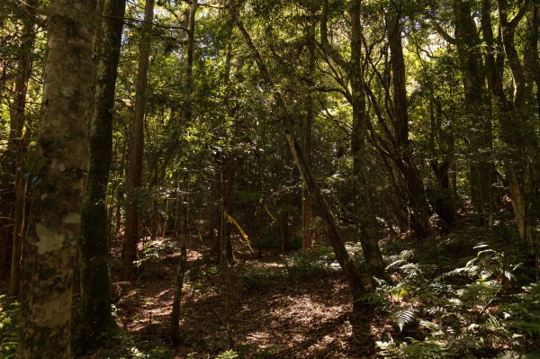 【秀巒-芝生毛台山】砲台遺址1030526