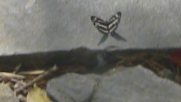 谷關稍來歩道751064