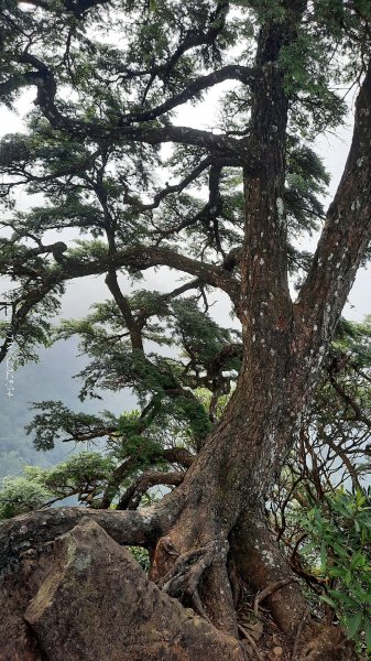 《新竹》斷崖神木｜北得拉曼步道小P繞202510172917527