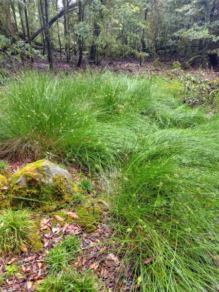 稍來小雪山國家步道、船型山、鞍馬山、鞍馬山東北峰、天池、雪山神木2799679