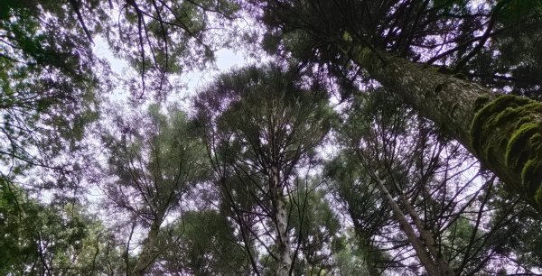 【中級山】宜蘭小百岳，三星山3131436