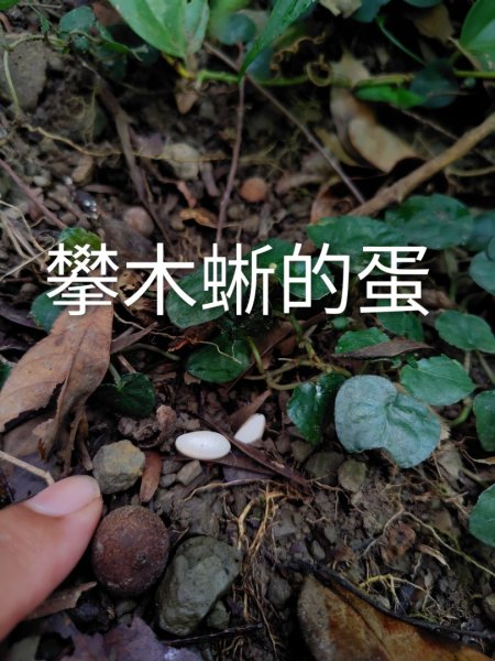 烏山、刣牛湖山、竹子尖山2891964