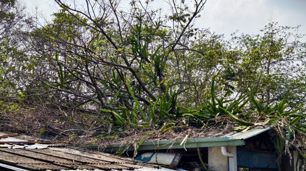 【台灣健行】霧峰．光復：日光滲透的紅磚記憶。3034087