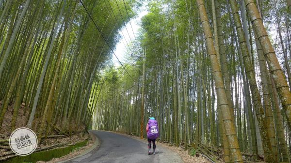 水桶寮林道連登樟空倫山、貓冬望山199163