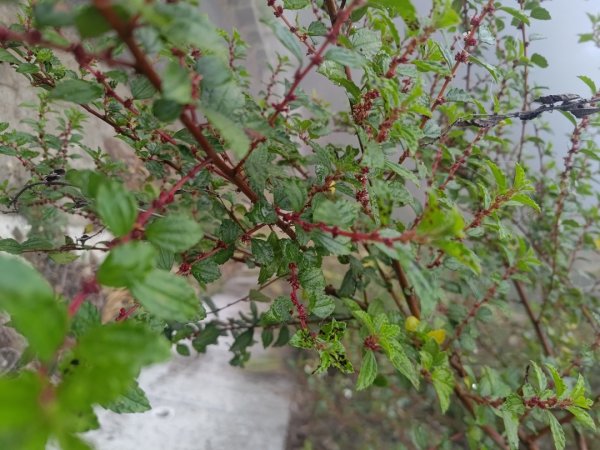 梅山鄉撿山頭2449421