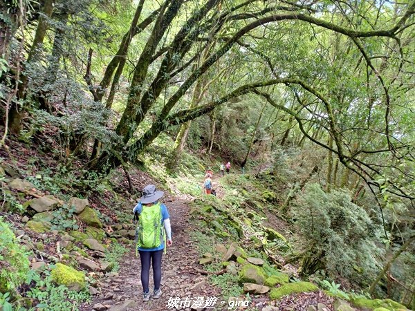 【嘉義縣阿里山鄉】避暑山林芬多精。 石山引水道步道、鹿林前山瀑布2280175