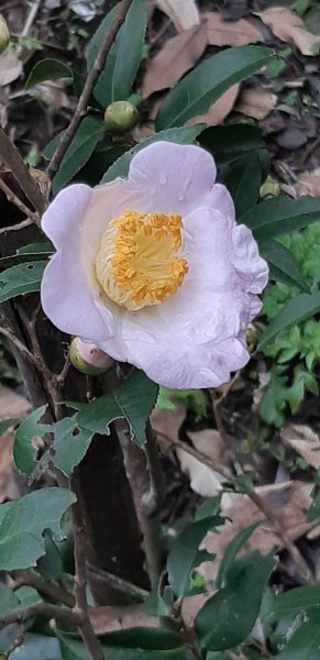 土地公後山1232698