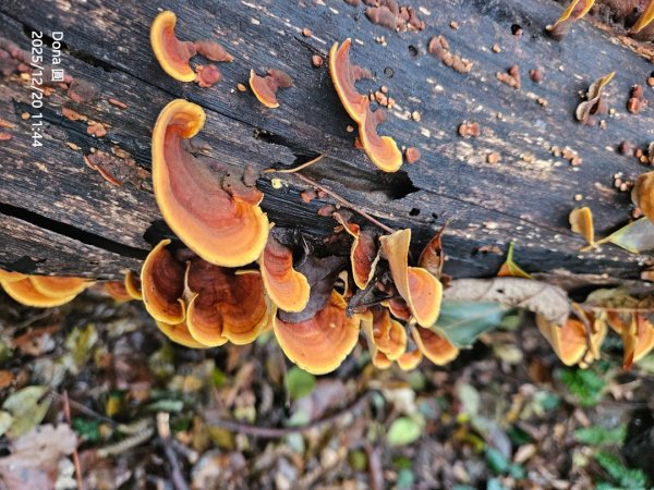 20251220上谷關山縱走四連峰2974338