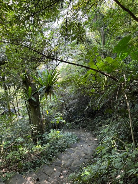 1110723虎山溪。黃蟬園。中華科大步道1784202