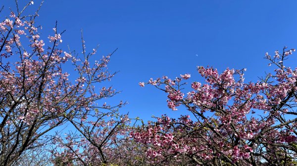 20210121-平等里櫻花+坪頂古圳+原住民文化主題公園1444722