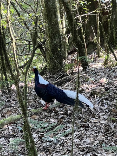 小百岳-稍來山2752447