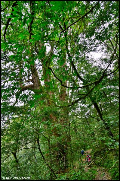 千年的對話~鎮西堡巨木森林 B區234491