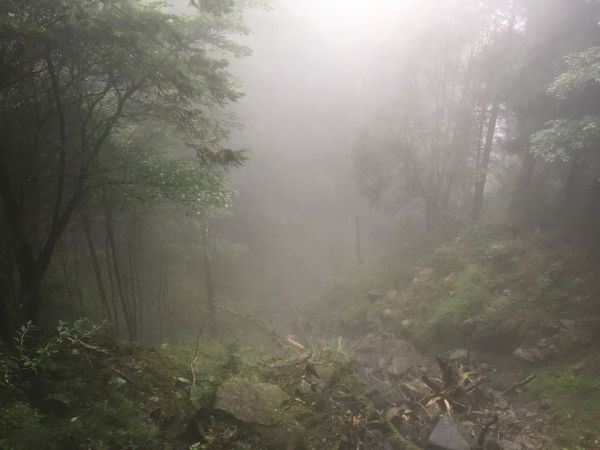 觀霧檜山巨木森林步道171730