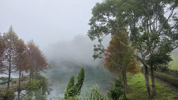 中部最美的落羽松，最美的自行車道，向山遊客中心的落羽松，最迷人的時候，美的不可思議，彷彿置身在潑墨畫2685339
