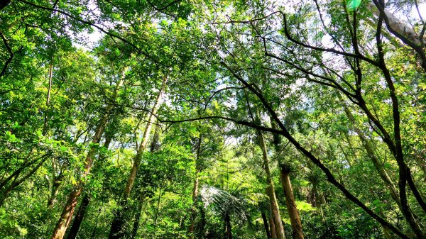 磐石嶺,鳥嘴尖,姜子寮山,姜子寮絕壁2863516