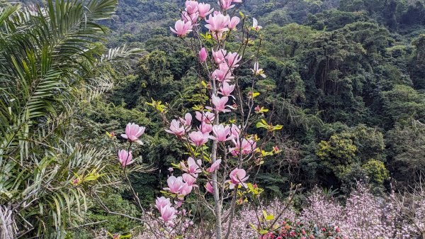 天元宮,楓樹湖,北新庄,淡水老街2430308