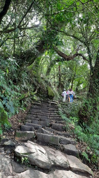 《嘉義》涼爽有冷喔｜奮起湖大凍山步道(多林登山口)202207301784089