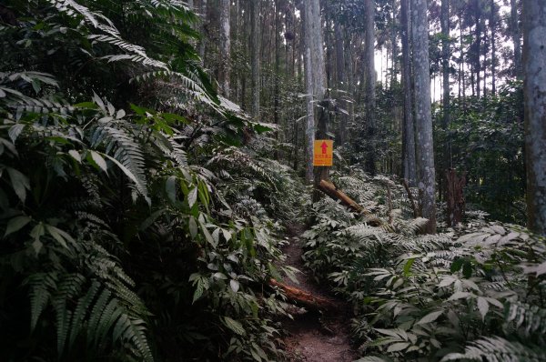 向天湖山、光天高山O型1946593