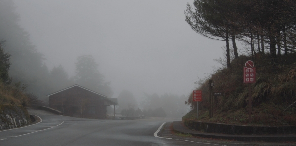【春夏之際】大雪山神木,天池與帝雉19289