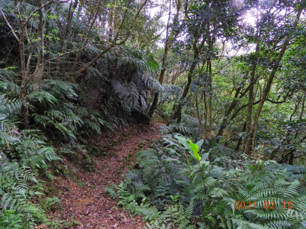 新北 雙溪 上內平林山、下內平林山1273165