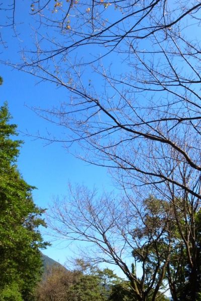 雷隱橋頂湖山O型走中正山觀景台(舊照片)393043