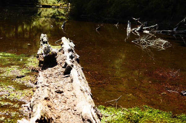 武法奈尾山天巒池872528