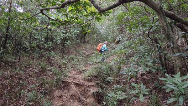 (姨婆趴趴走)第四十集:攀登健走雪山尾稜北段2455772