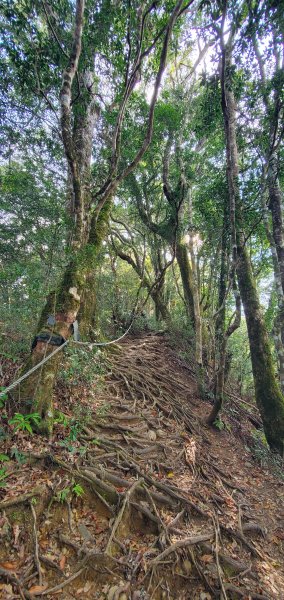 2024-03-23塔曼山登山步道2461085