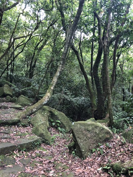 走遍陽明山—環七星山冷水坑新園街絹絲瀑布2142034