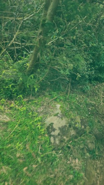 2026-0116 大屯三山_貴子坑_北投2984721