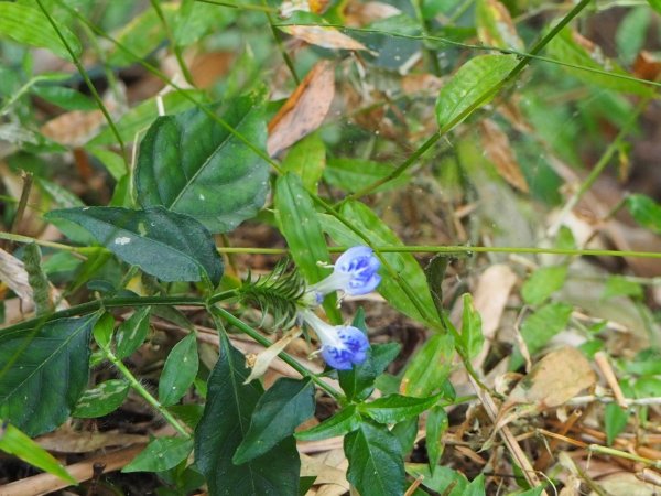 嘉義二延平步道觀雲瀑20181208478137