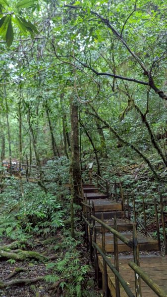 司馬庫斯巨木步道2861096