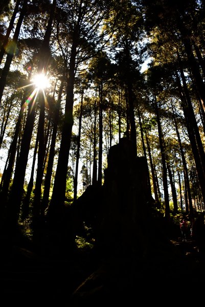 20260207阿里山健行追公車3010588