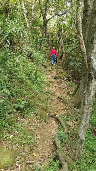 鶯歌登山步道426343