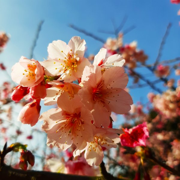 粉粉三色櫻、木蓮花、山茶花爭奇鬥艷812106