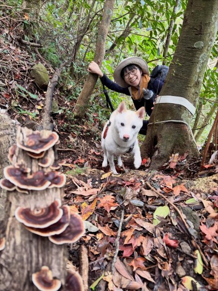 20251228貴妃-那結山P型2971767