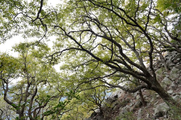 台中 和平 東卯山2674515